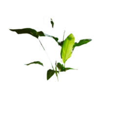 Cámara Interior Ring 2G