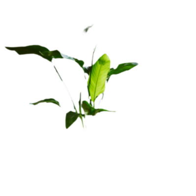 Vigilancia Interior Premium