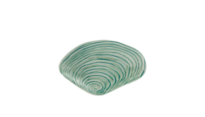 Fuente Conchas Marinas