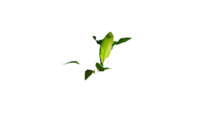 Ring Cámara interior Indoor