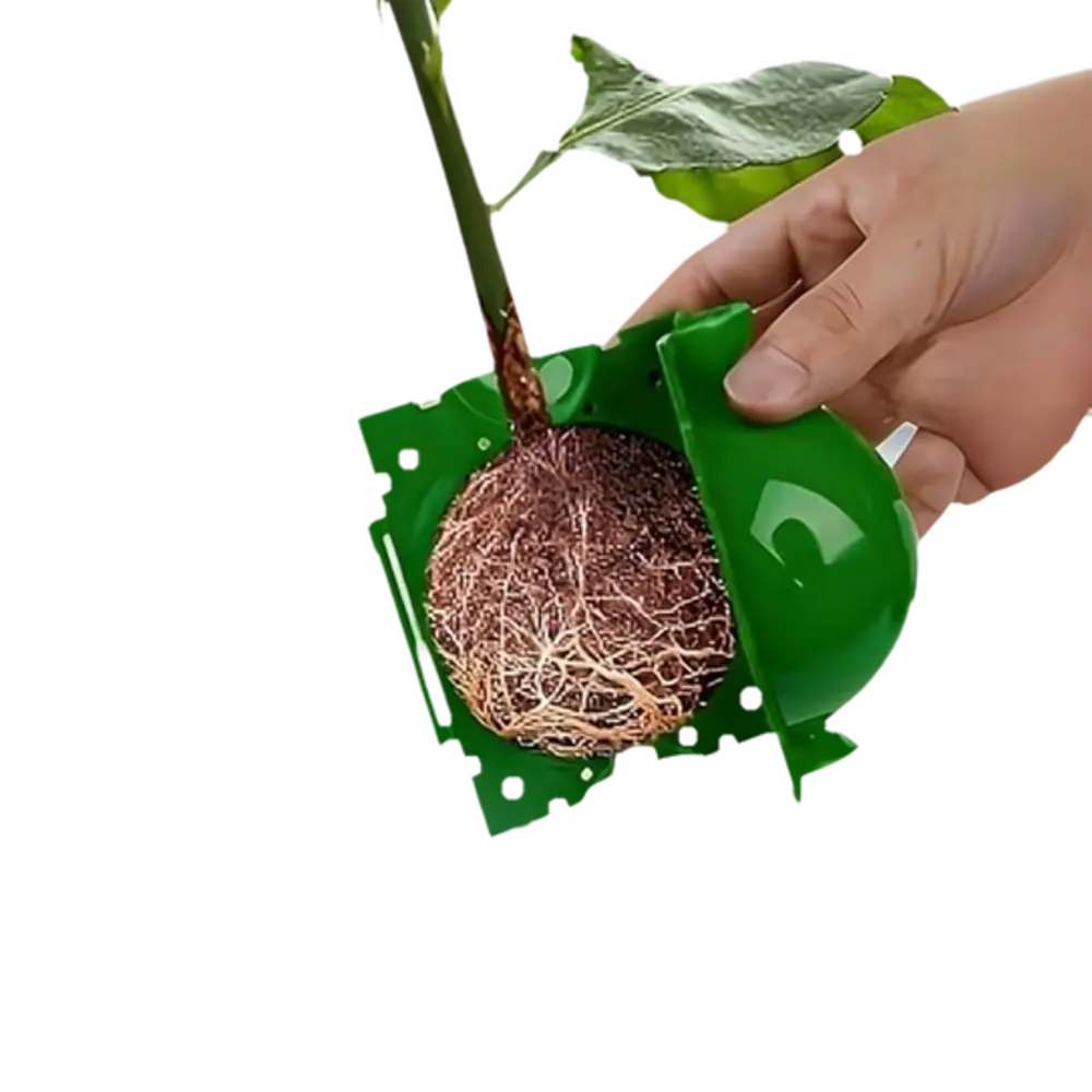 Bolas de injerto