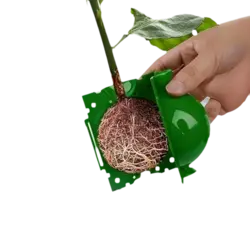 Bolas de injerto