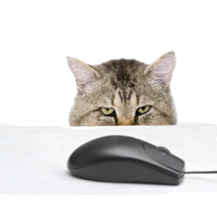 Especial Comida para gatos