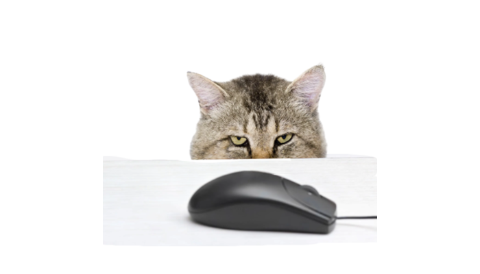 Especial Comida para gatos